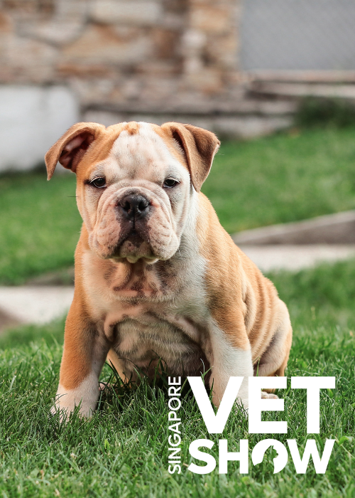 Mast cell tumours in dogs: Diagnosis to treatment (SVS25)