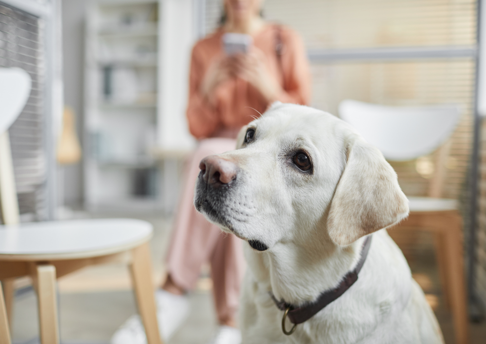 Diagnosing canine hypothyroidism - more than just T4 !