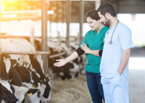 Did someone call the vet? How to get teams of people to thrive under pressure