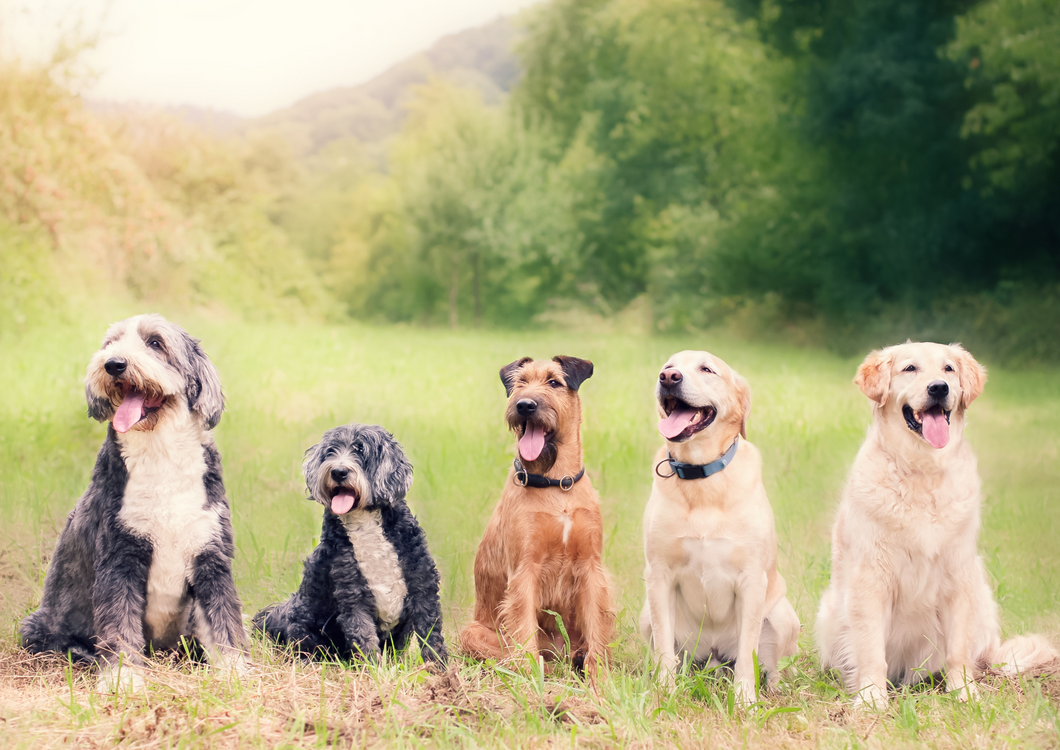 Canine neutering in context: Who? When? Why?  (BVA Live 2025)
