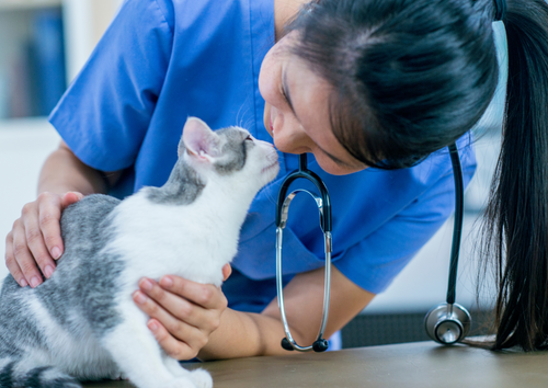 Cat friendly interactions - avoiding 'cat' astrophes at the clinic