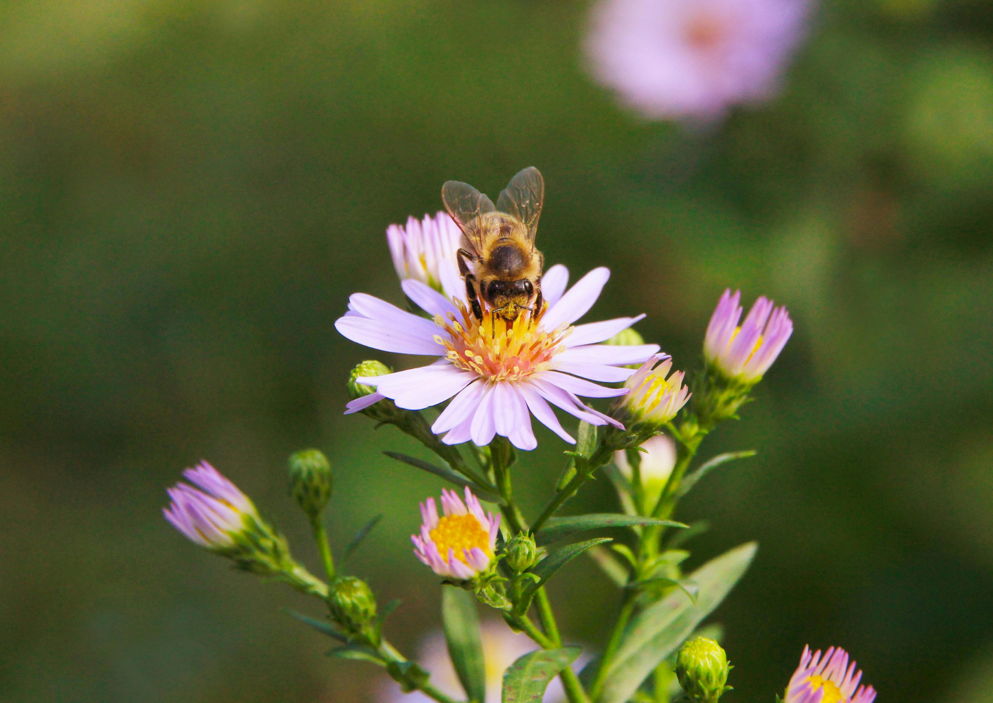 Catastrophic diseases of Honeybees… the foulbroods  (BVA Live 2025)