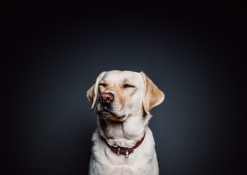 Canine liver disease: the latest management recommendations