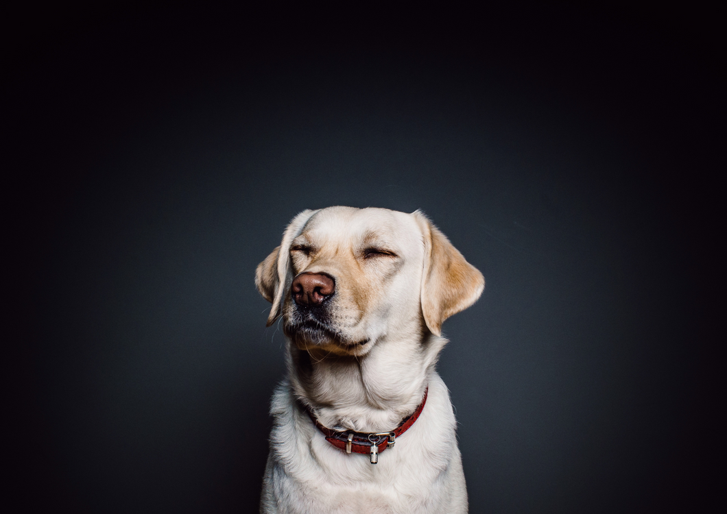 Canine liver disease: the latest management recommendations