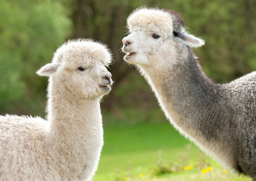 Don't be allama'd! Triaging the emergency camelid case
