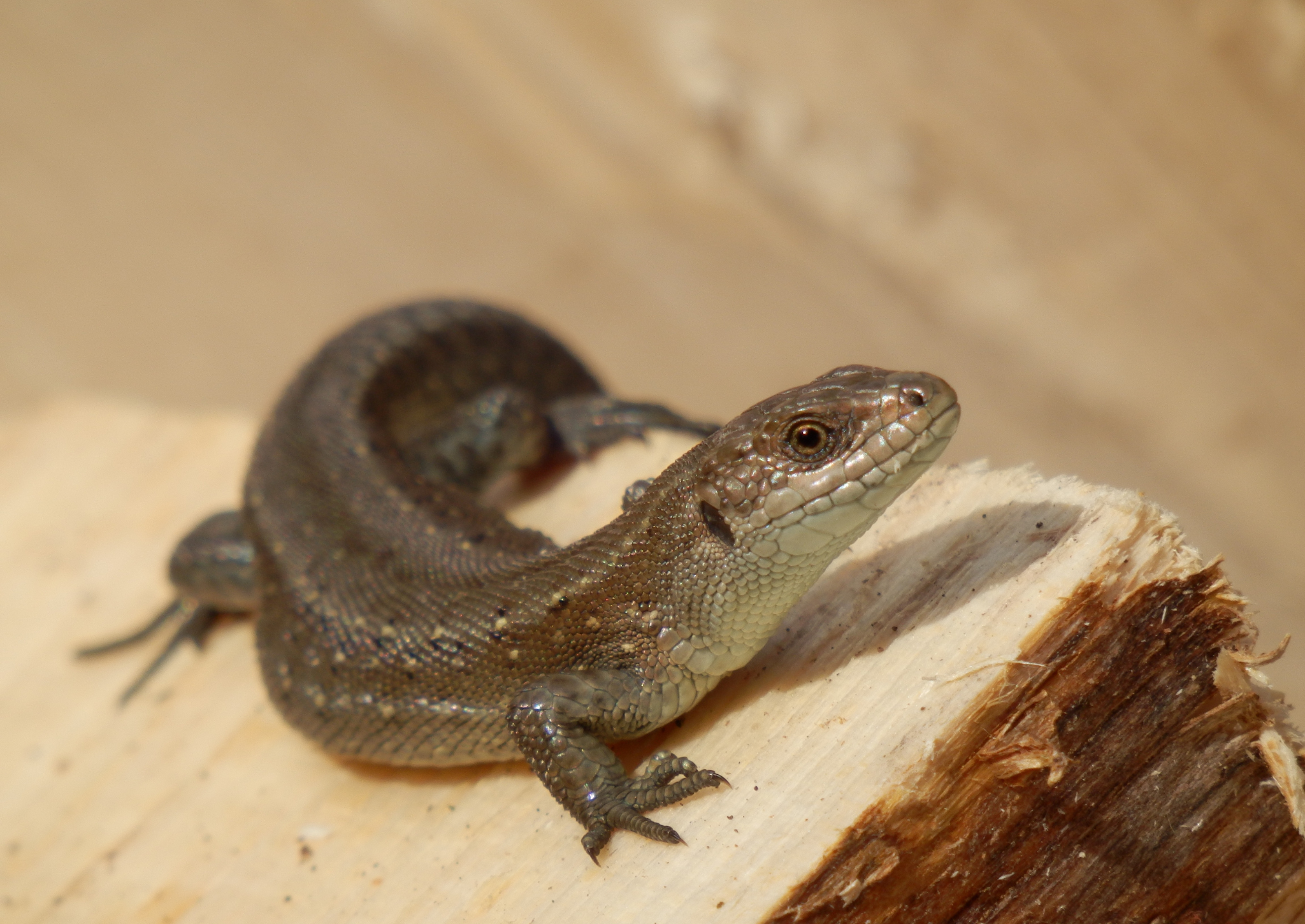 Not Normal Exotics Antibiotic use in exotics - not just a Baytril deficiency! – Vet Show ...