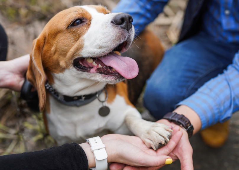 Taking the fear out of Hindlimb paralysis