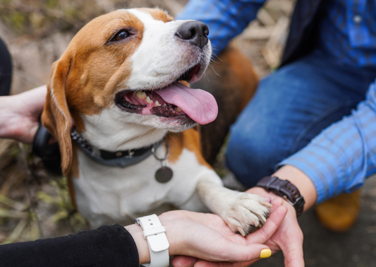 Taking the fear out of Hindlimb paralysis