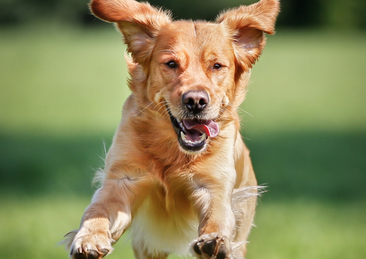 Why behaviour change science can help a vet help a pet - and other animals