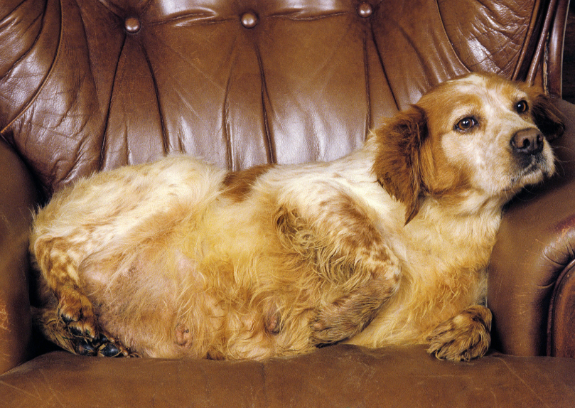 Managing obesity - working with clients to help their pets