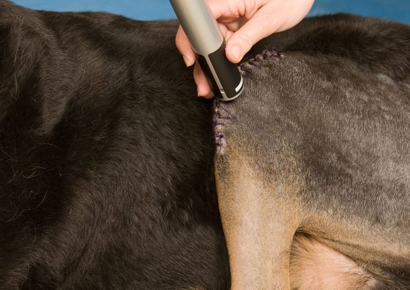Laser Therapy: A Paradigm In Veterinary Practice