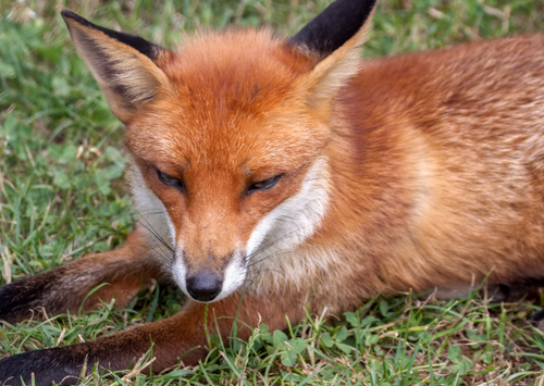 Nursing care of the wildlife patient