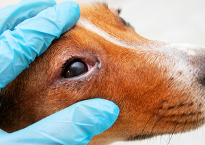 Practical approach to Corneal Ulcers, a GP vet perspective