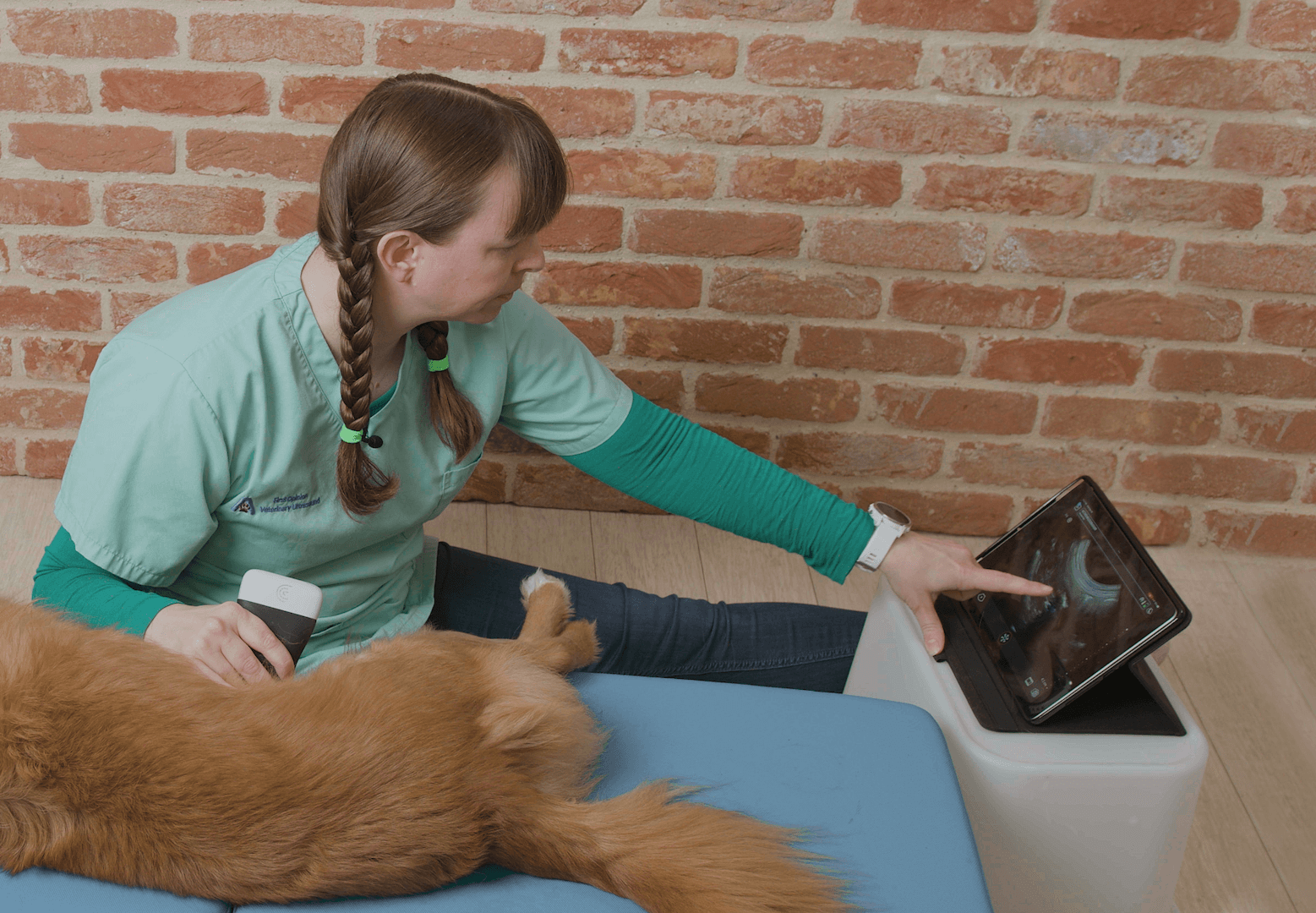Practical Small Animal Ultrasound: 4 Cases Where POCUS Enhanced Gastro ...