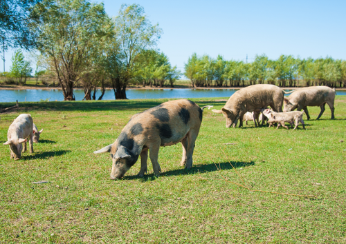 A toolkit for the pig visit