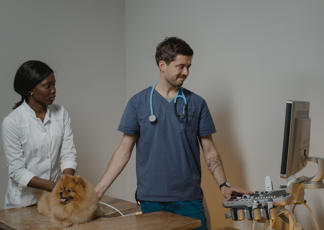 A helping hand: how effective mentorship creates good veterinary workplaces