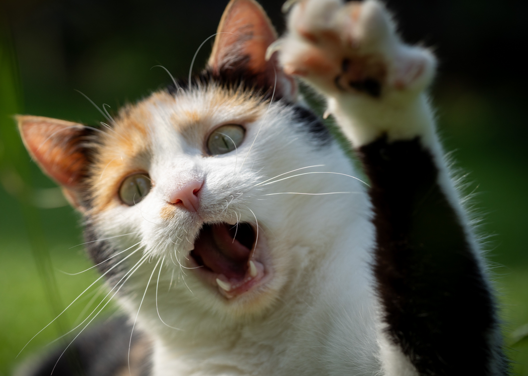 Feline hyperthyroidism: tips for tricky cases