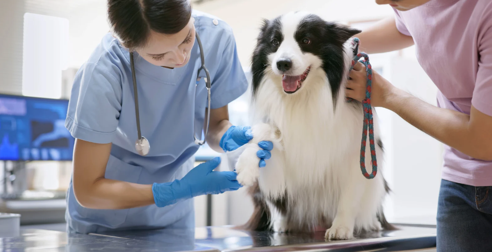Behind the build: Secrets to successful veterinary projects (LVS25)