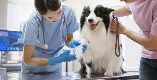 Behind the build: Secrets to successful veterinary projects (LVS25)