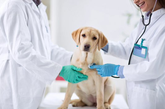Care of the pyrexic patient – practical considerations for nursing (LVS25)