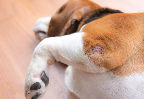 Saving lives: Management of traumatic wounds in dogs and cats