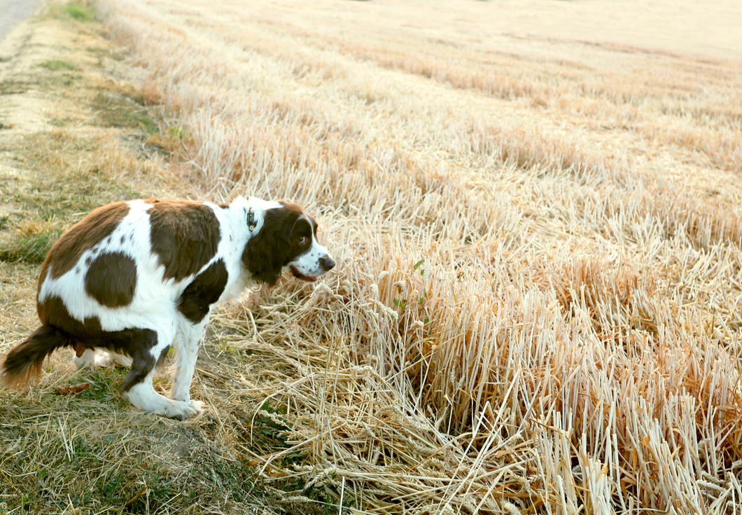 Will it never end? Chronic diarrhoea in dogs