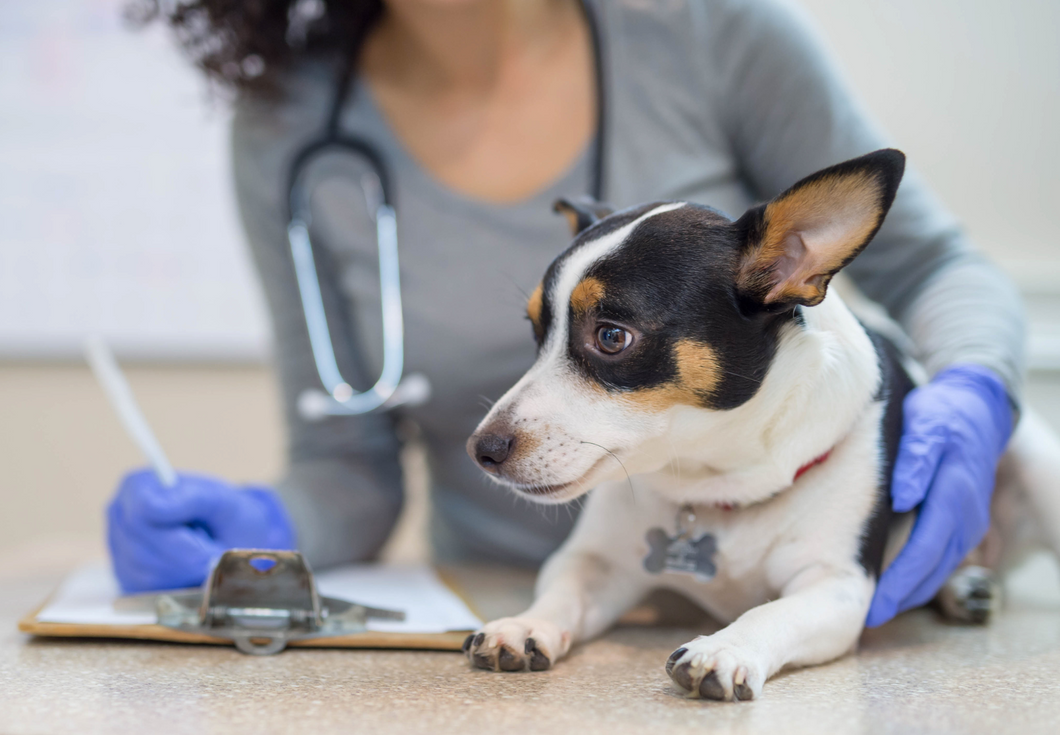 Paws and Plans: Exploring the Veterinary Subscription Model