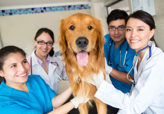 Successful team-based healthcare: Joining the dots