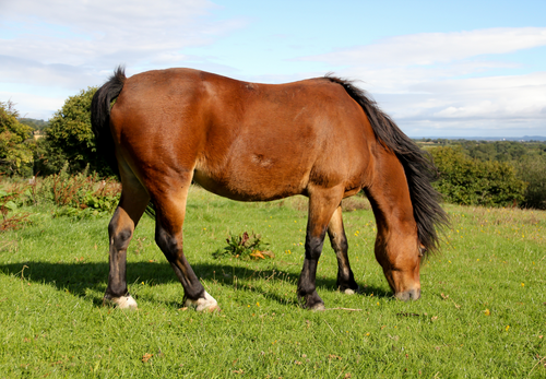 A moment on the lips: How to tell someone their horse is fat