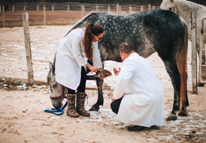 On the clock: Myth busting lab diagnostics for the time-poor equine vet