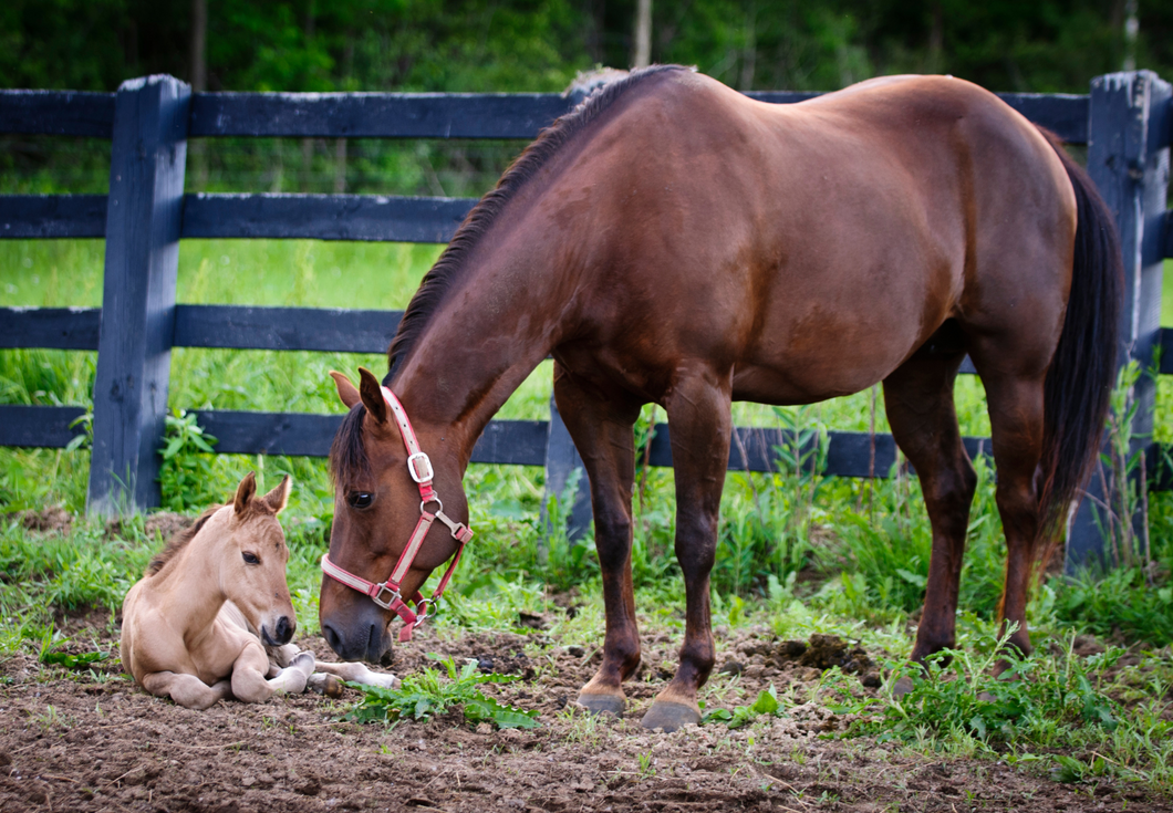 Having a mare? Managing high risk pregnancy, late term and parturition