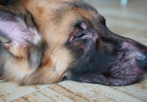 Why are the majority of dogs with Cushing’s disease poorly managed? Insights from team RVC