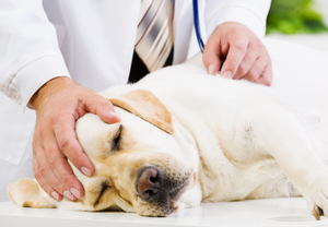 Approach to regurgitation in dogs: New thoughts on oesophageal disease