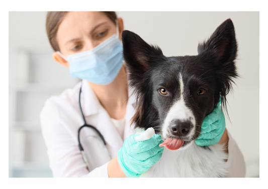 Maximising your diagnostic potential: Insider secrets to end re-submissions, prioritise ancillary testing, and fast-track your cases (LVS25)