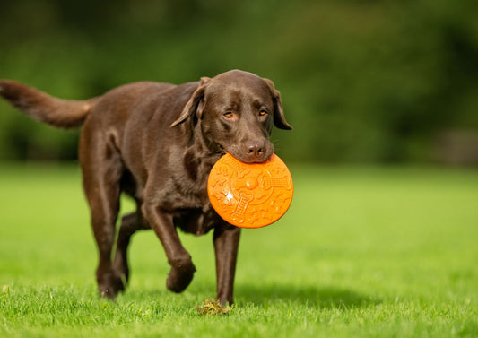 Better understanding cannabinoids and how they can be incorporated into the treatment of canine idiopathic epilepsy (LVS25)