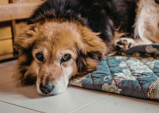 The last goodbye: End of life care and euthanasia, how to improve outcomes for pets and owners (LVS25)