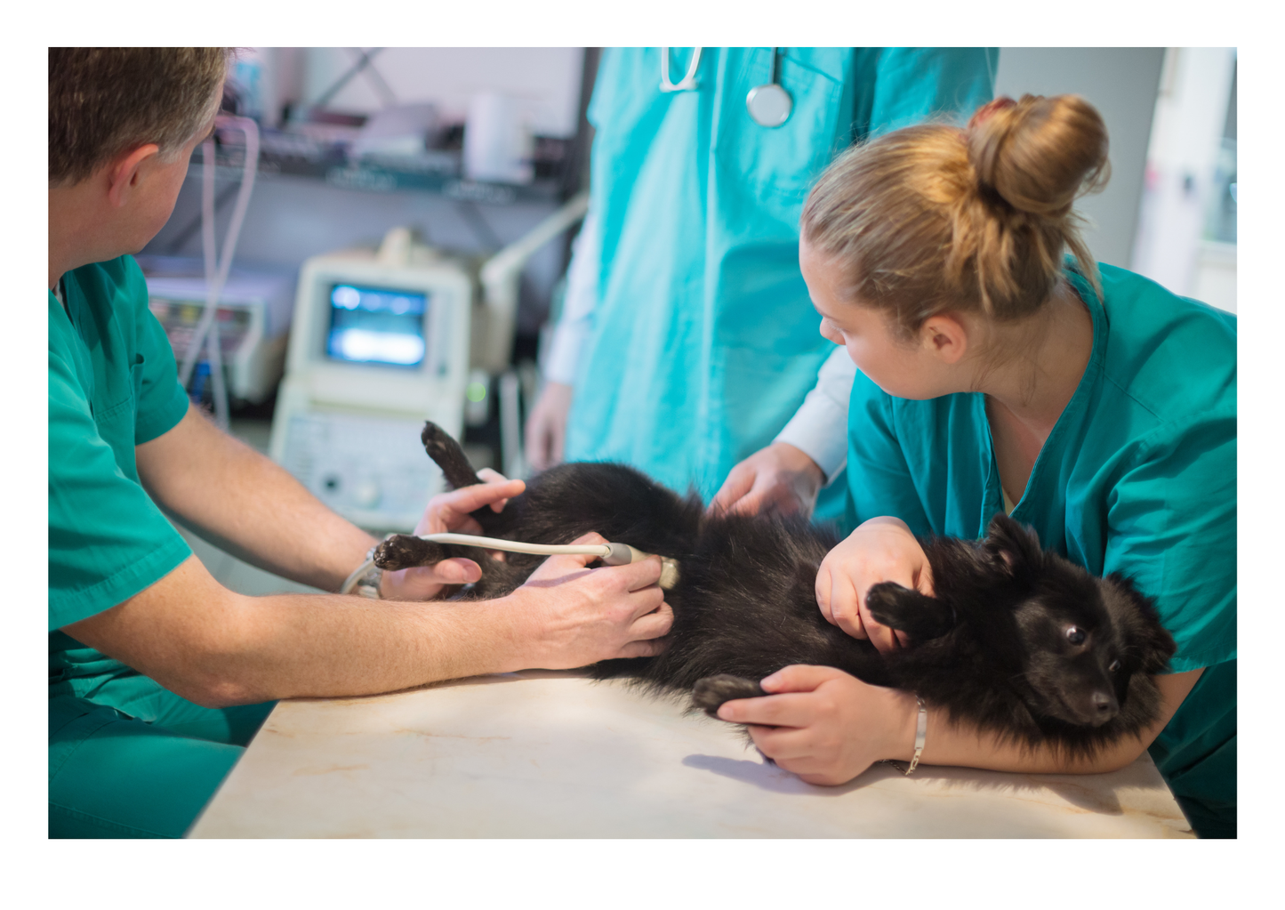 Early detection with canine cancer screening (LVS25)