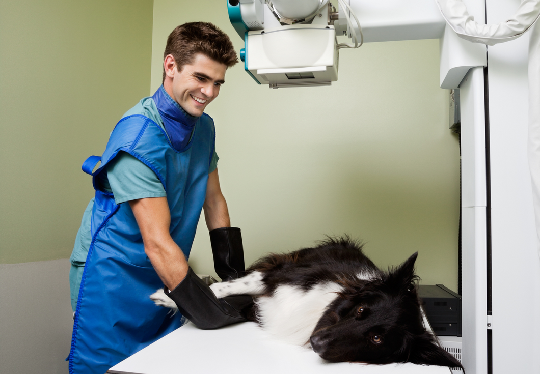 How has technology helped your veterinary practice?
