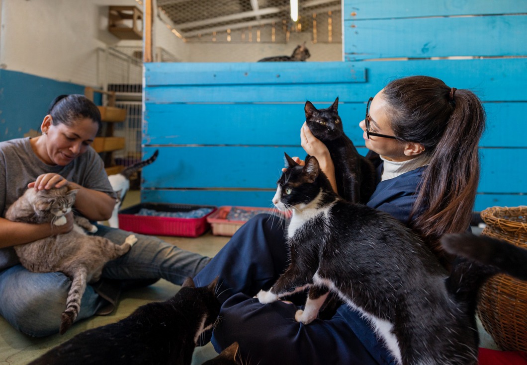 How can charities and practices work together in support of the Human Animal Bond