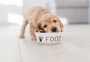 Should all our dogs be going plant-based?