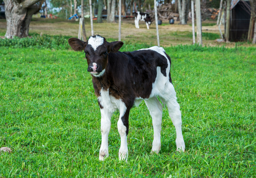 An update on neonatal calf scour with a focus on passive transfer