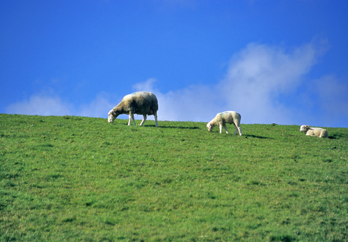 Sheep Faecal Egg Counts: How can your farmers and your practice benefit?