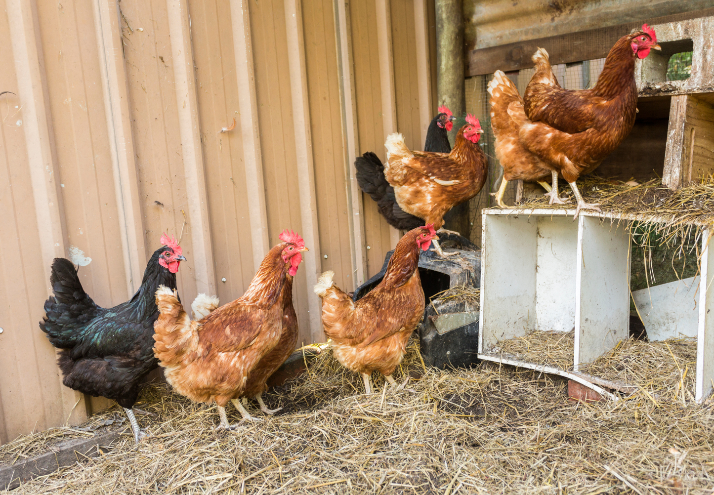 Your questions answered on seeing backyard poultry in first opinion practice