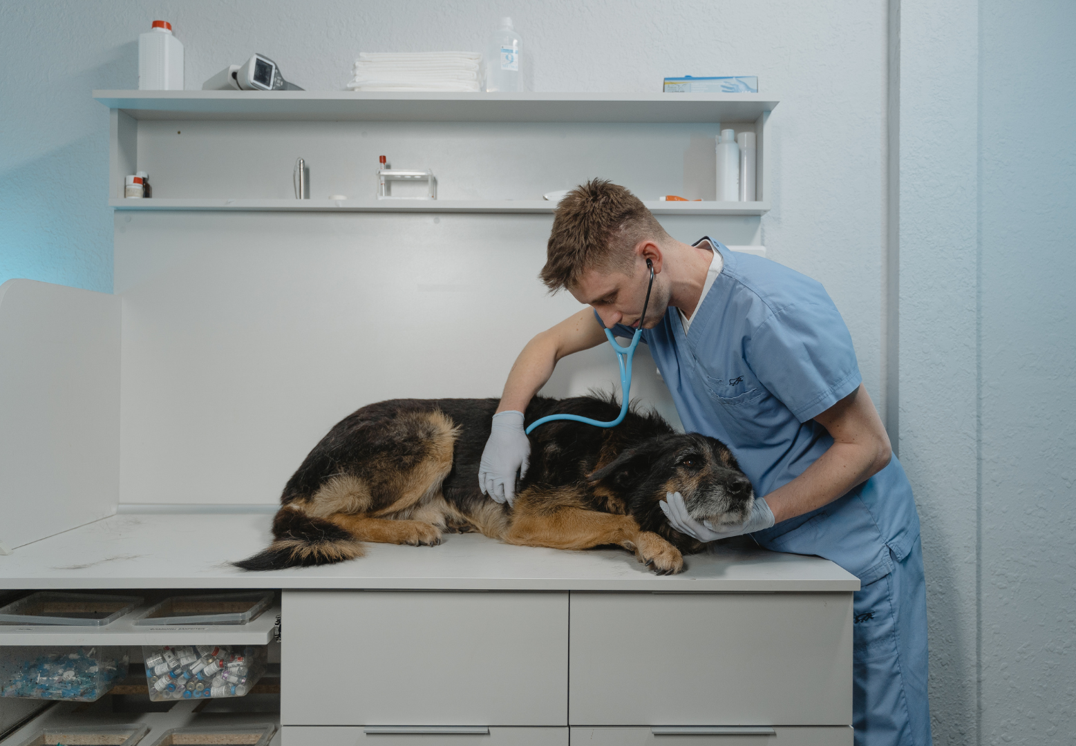 Leadership in 2024 and beyond: Creating Good Veterinary Workplaces ...