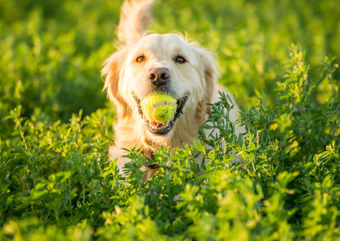 Utilising the Nu.Q® vet cancer test in practice (LVS25)