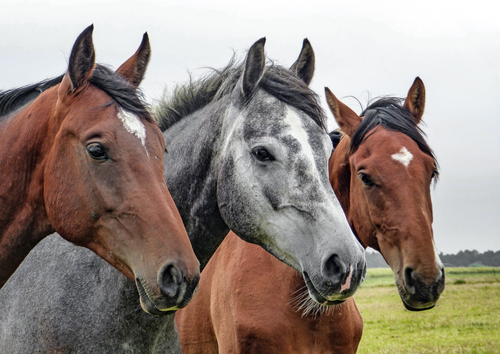 An introduction to equine behavioural medicine - is it pain or behaviour?