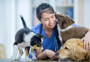 The New Veterinary Business Model (LVS 2023)