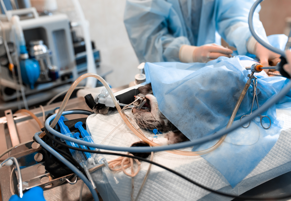 Troubleshooting the Highs and Lows of Anaesthesia Monitoring