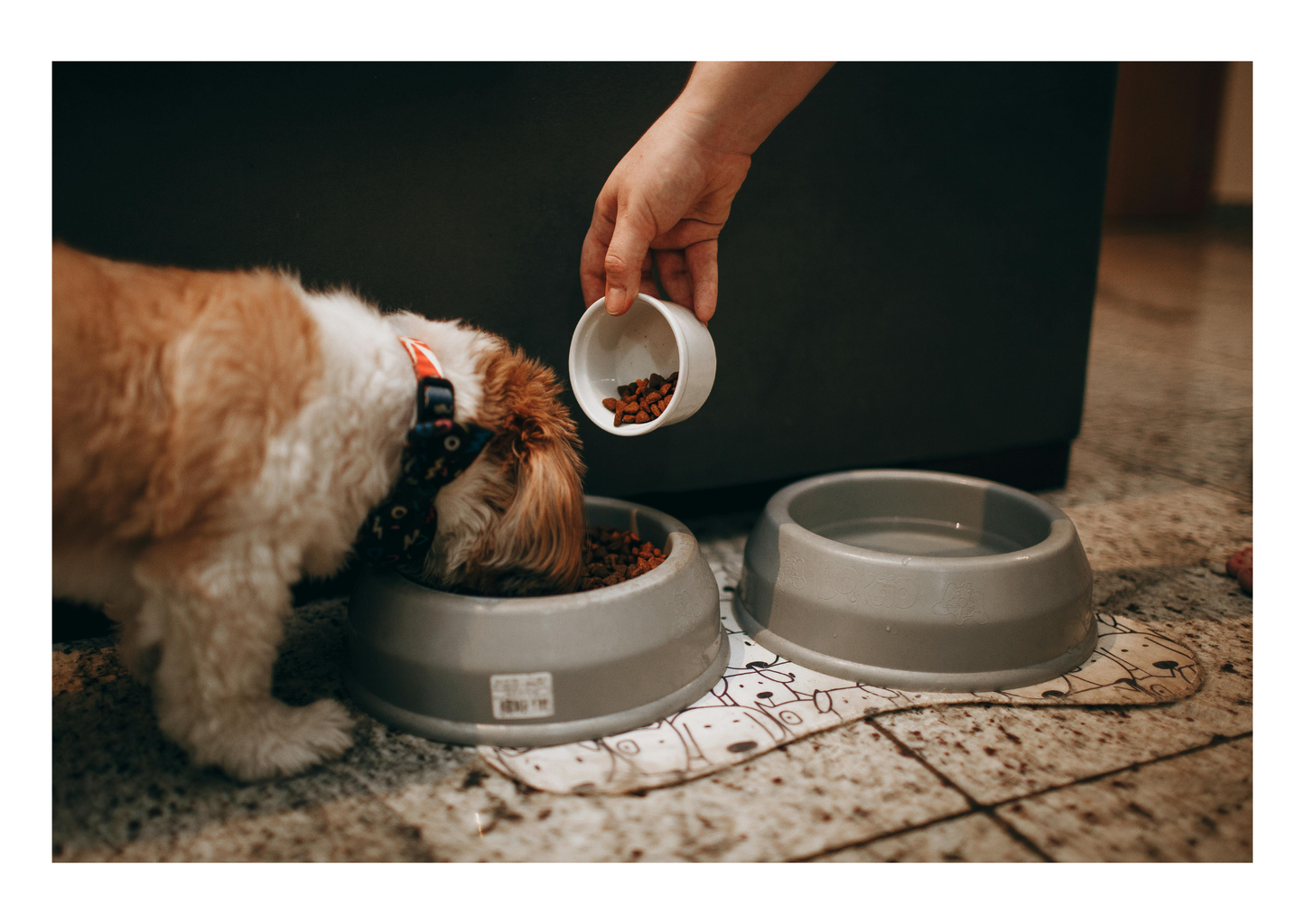 Feeding pets wisely: Tackling nutrition misinformation (LVS25)