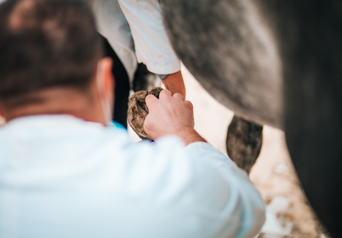 Optimal lesion detection of the pastern region